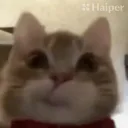 lilpoof