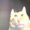 siregooby