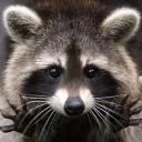 trshpanda