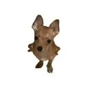 cptwillis