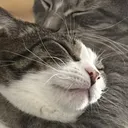 med.cat