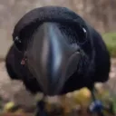 hungry4eggs avatar