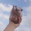 ryanndelion