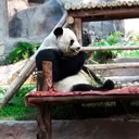 pandacakeffs
