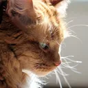 .nekomata