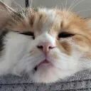 illie