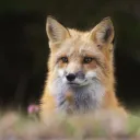 fox33133