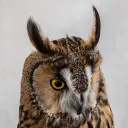 bigeyedowl