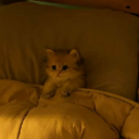 holyfeeder#3536's avatar