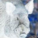 avatar The Hog That Remains