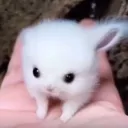 bixthebun