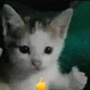 avadam21