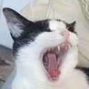 vodkamikaze