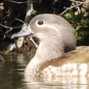 horiiizon