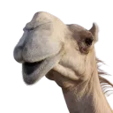 omelektus