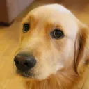 tedog12345