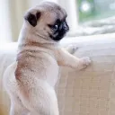 andrewcutiepie