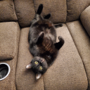 havelmages#7776's avatar