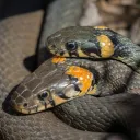 venom49637