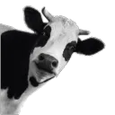 beethoven6273