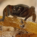 avatar ZiemlichSoKluk