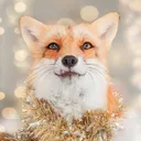 myumiifox
