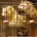 ferretphoenix