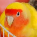 gaburigabu_