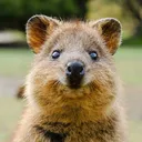 speakbeaver