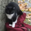 cherrycat