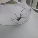 blasekiller