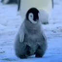 papapinguy