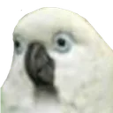 pickleees avatar