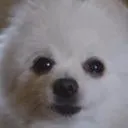 razperfidou