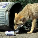 coyotecomrade
