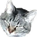 dasboss