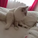 whippoorwin