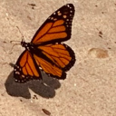 avatar 𝕺𝖕𝖍𝖊𝖑𝖎𝖆