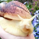 _bigstinky
