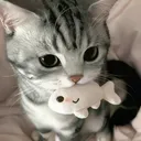 _lumi.13_