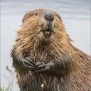 a_queer_beaver