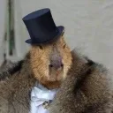 kapibaraaristokrat