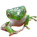 funnyfr0g