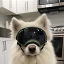 milo_o