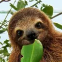 slothington_iv