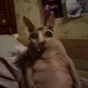 biggjibbs