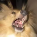 speedgrab