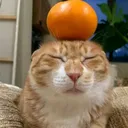 Mottola's Avatar