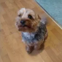 dembeek
