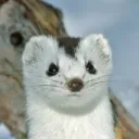 stoatski